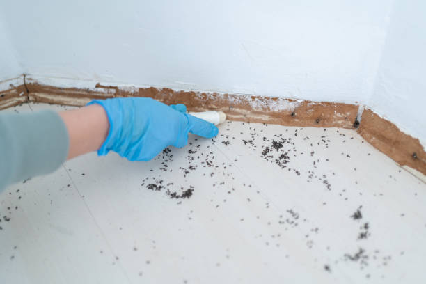 Wasp Removal Services in Philomath, OR